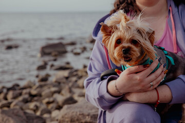 Yorkshire terrier dog on girls hand