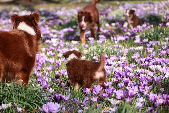 Three dogs are playing in a field of purple flowers