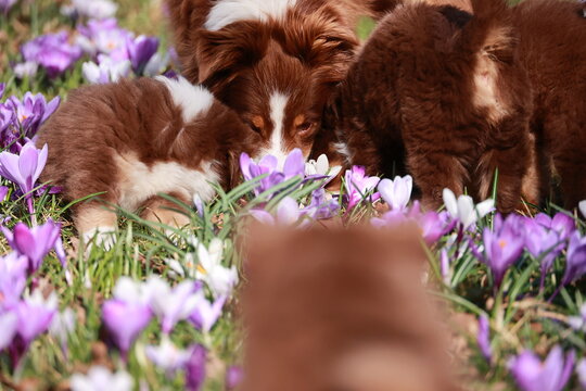 A group of puppies are playing in a field of purple flowers
