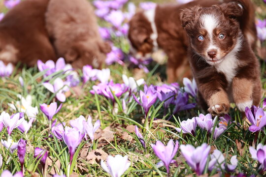 A group of puppies are playing in a field of purple flowers
