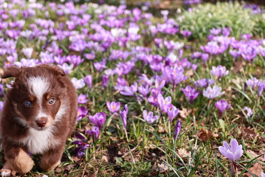 A brown and white dog is standing in a field of purple flowers
