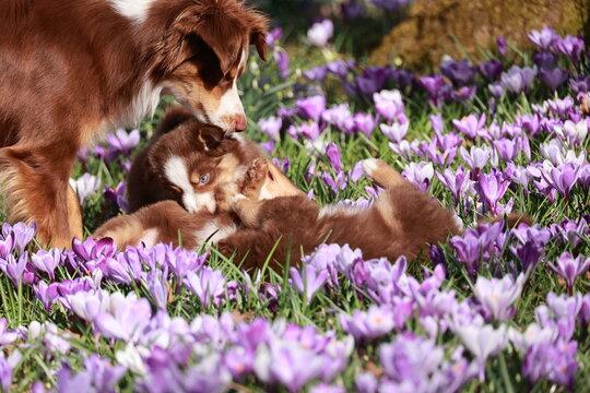 A dog is laying in a field of crocus with a puppy next