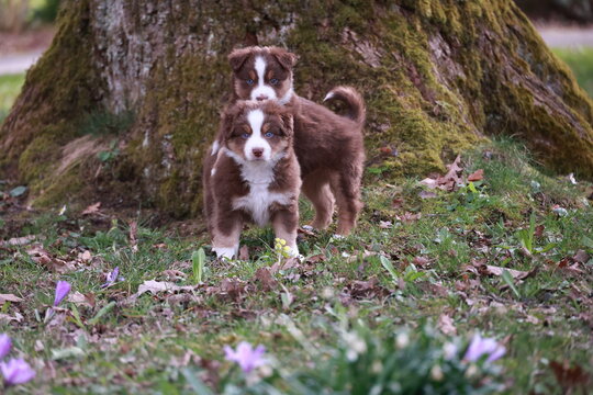 Two puppies are standing next to each other in a grassy area