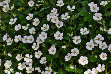White flowers on green ground cover plant
