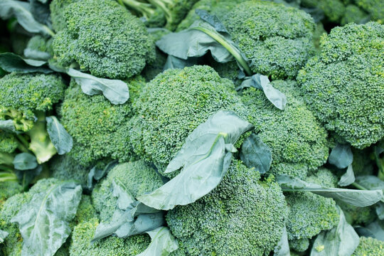Fresh green broccoli 