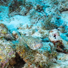 Lizard fish waiting for prey