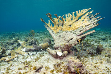 Broken coral after a storm, Bonaire