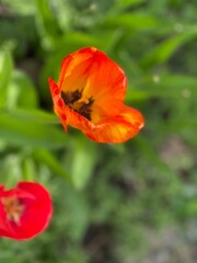Fototapeta premium red poppy flower
