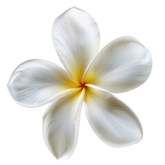 White Frangipani, transparent background, isolated image, generative AI