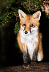 Portrait of a young red fox standing on a tree in a forest at night