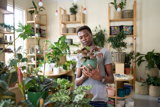 shopping for house plants