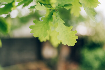 Young oak leaves close -up on a blurry background.