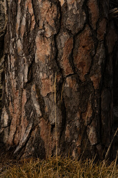 Close up shot texture of tree bark.