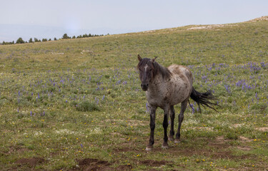 Wild Horse in the Pryor Mountains Montana in summer