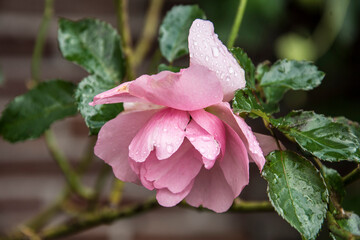 close up of the last rose of the season covered with raindrops