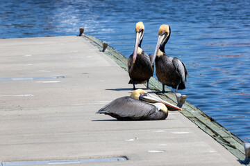 Pelicans at Shem Creek Park, Mount Pleasant, South Carolina, USA