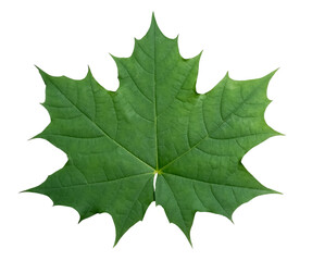 Green maple leaf, isolated image on transparent background