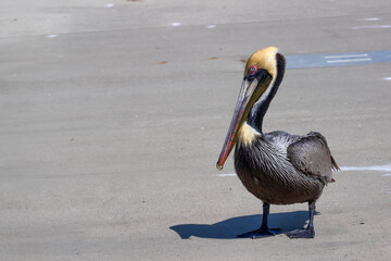 Pelican seen at  Shem Creek Park, Mount Pleasant, South Carolina, USA