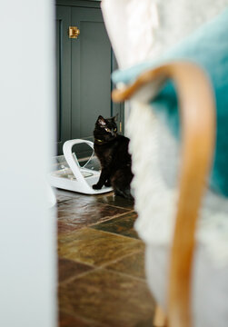 A small black cat eating from a microchip controlled feeder