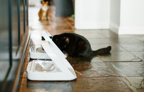 A small black cat eating from a microchip controlled feeder