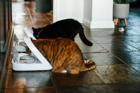 Two cats feeding from microchip controlled feeders.