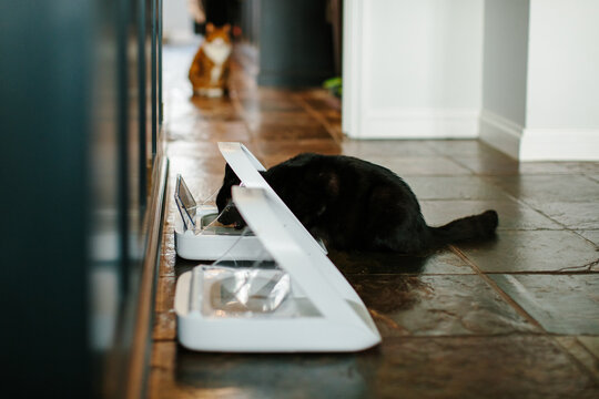 A small black cat eating from a microchip controlled feeder