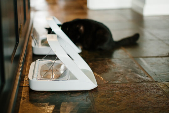A small black cat eating from a microchip controlled feeder