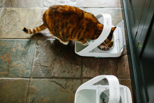 A ginger calico tabby cat eating food out of a pet feeder