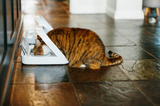 A ginger calico tabby cat eating food out of a pet feeder