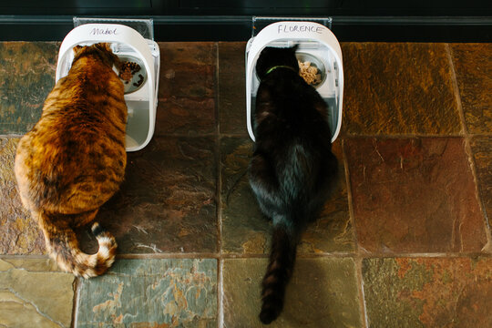 Two cats feeding from microchip controlled feeders.