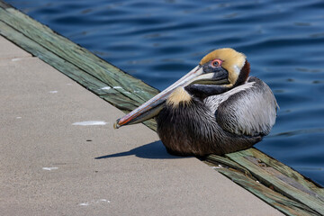 Pelican seen at  Shem Creek Park, Mount Pleasant, South Carolina, USA