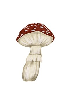 Mushroom