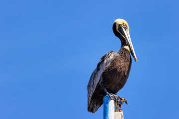 Pelican at Shem Creek Park, Mount Pleasant, South Carolina, USA