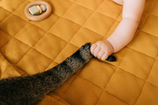 Baby caught cat's tail