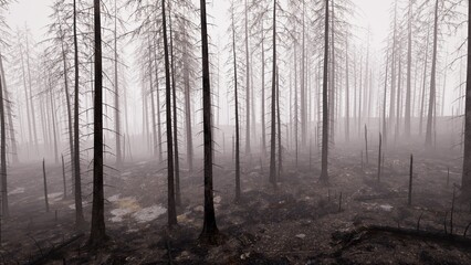 Forest fire