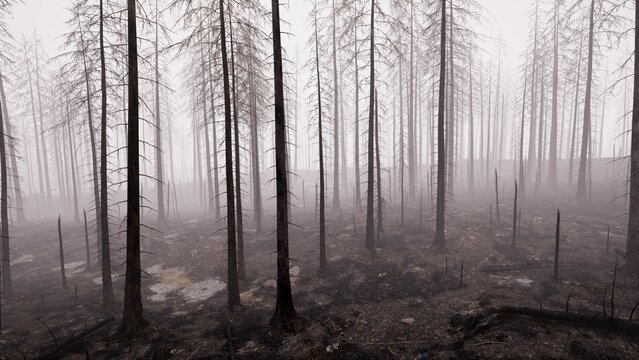 Forest fire