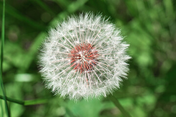 Dandelion Seed Head Close-Up