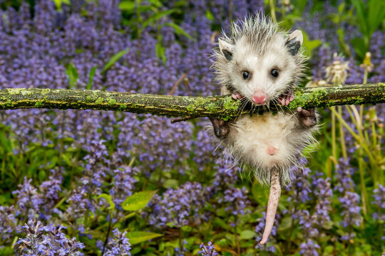 Virginia Opossum - Didelphis virginiana