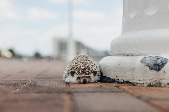 Hedgehog on a Paved Path