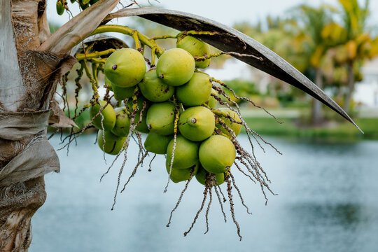 Coconuts growing on a palm tree