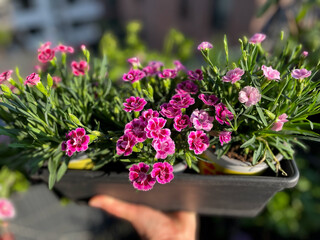 Vibrant pink purple Carnations decorative flowers in grey flower pot in female hand close up in balcony terrace garden