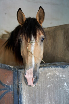 Horse Peeking from Stall