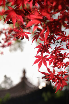 Closeup of red maple leaves in the courtyard of ancient city building