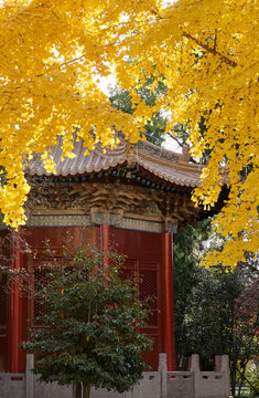 Traditional Chinese style loft building and ginkgo leaves background