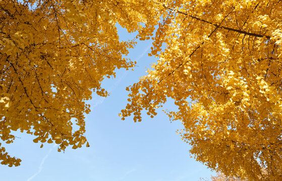 Closeup of ginkgo leaves beside ancient building