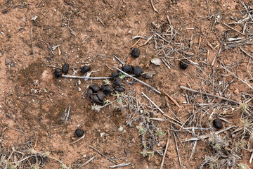 Wild Boar Droppings  on the Ground - Animal Traces and Wildlife Signs