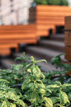 Growing Basil