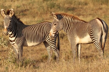 Grevy's Zebra