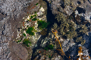Small rock pool with sea kelp