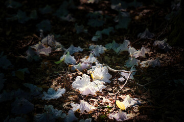 White Flowers on Forest Floor